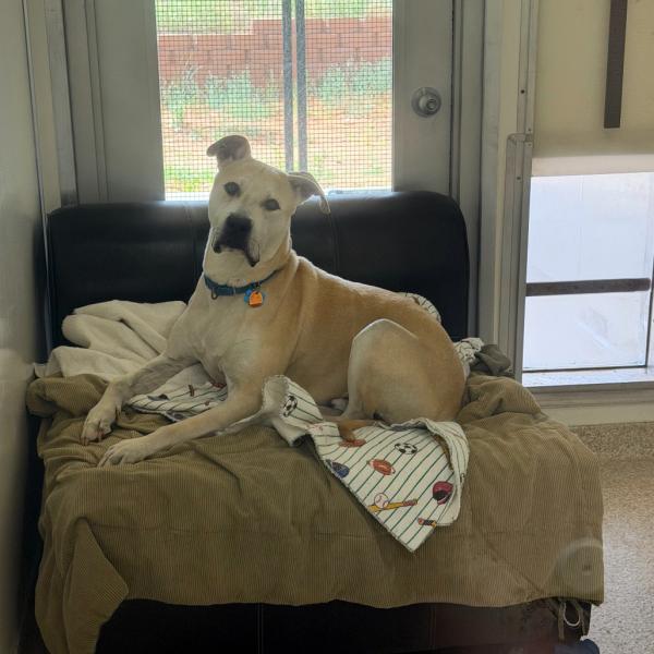 Mr. Bowser the dog lying on his ottoman