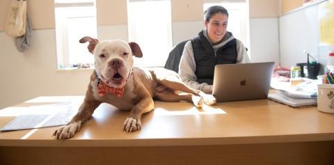 Dog wearing bow tie lying on desk