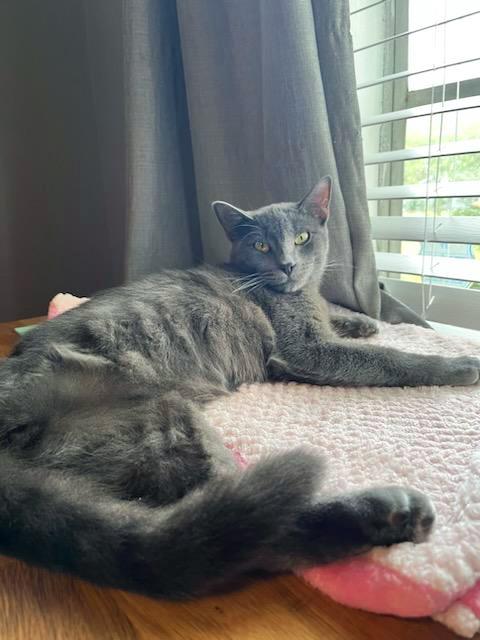 A grown up AJ the cat, lying next to a window