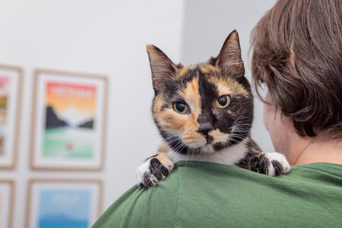 Person holding a calico cat over their shoulder