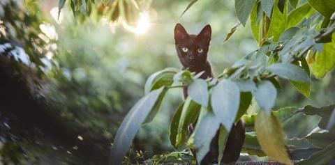 Black cat peeking out from behind a branch