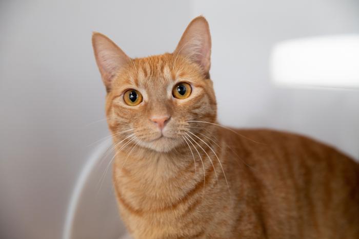 Orange male tabby cat