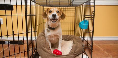 Tan and white puppy in a crate
