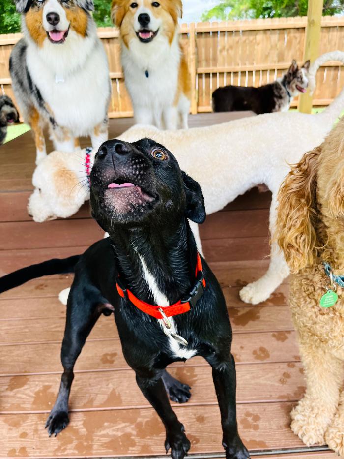 Goose the dog with other dogs around him