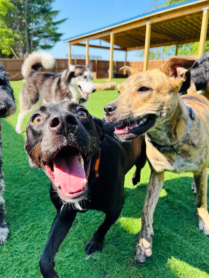A happy looking Goose the dog playing with other dogs