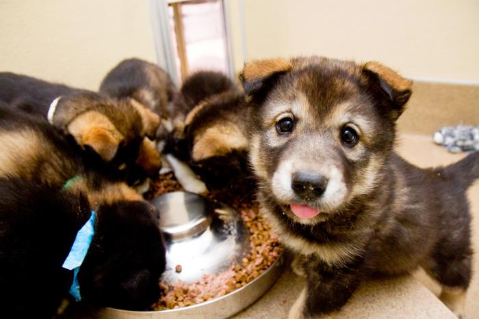 The entire litter of rescued puppies, most eating from a bowl, but one puppy looking up with tongue sticking out a little