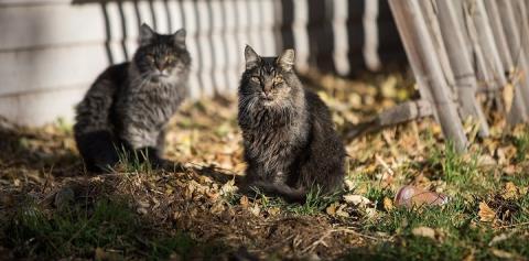 Two black and brown cats with long fur sitting in the sun