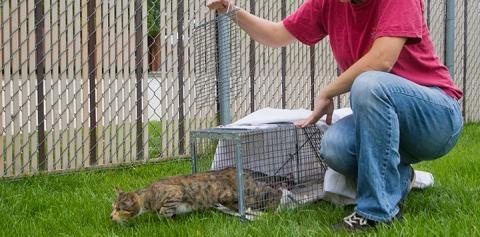 Trap-Neuter-Return Essentials