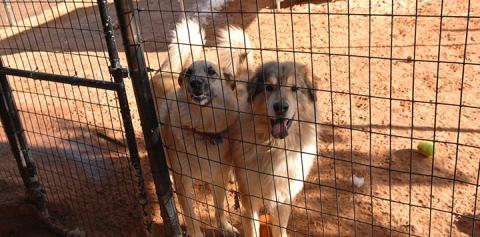 Fencing Options for Your Escape Artist