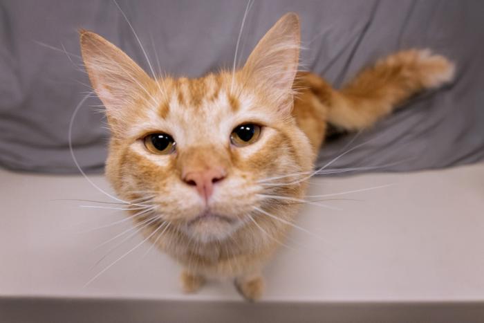 Orange tabby cat face close to the camera