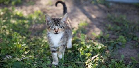 Gray, black, and white tabby kitten walking in grass
