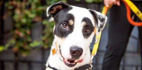 Black and white dog with mouth open