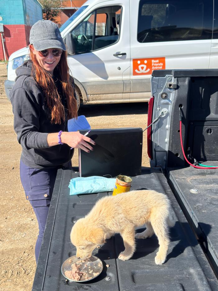 Person feeding Honey Bun the puppy in the back of a pick-up truck