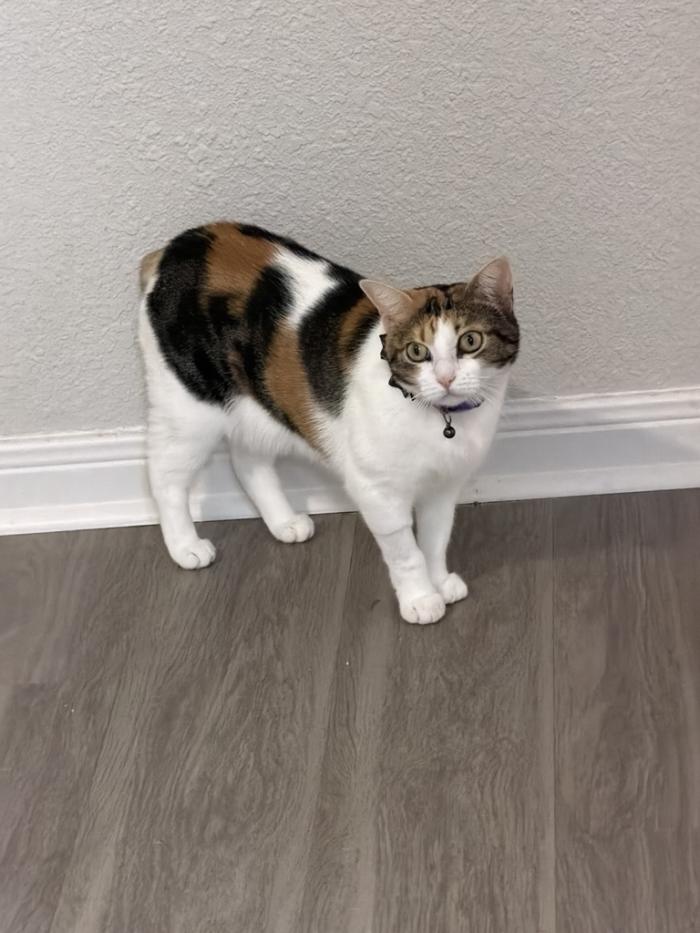 Bunny the cat, without her tail