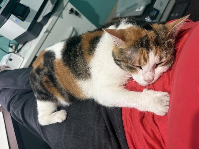 Bunny the cat lying on a lap