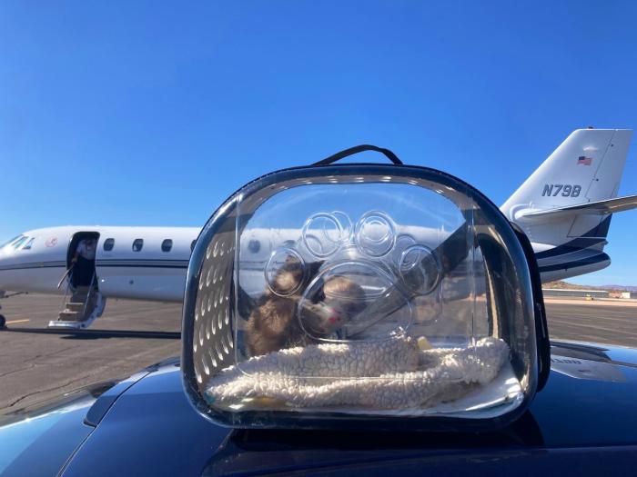 Llama the kitten in a clear carrier in front of the transport plane to head from Florida to Utah
