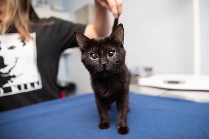 Rumi the kitten standing on a blue blanket with a person behind her