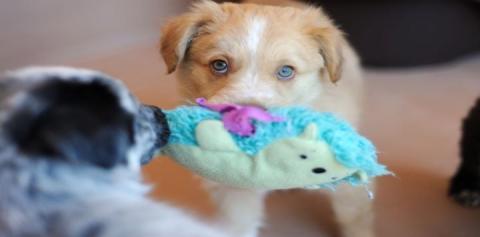 Tan puppy with a toy in mouth