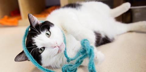 Insurance for Animal Welfare Organizations