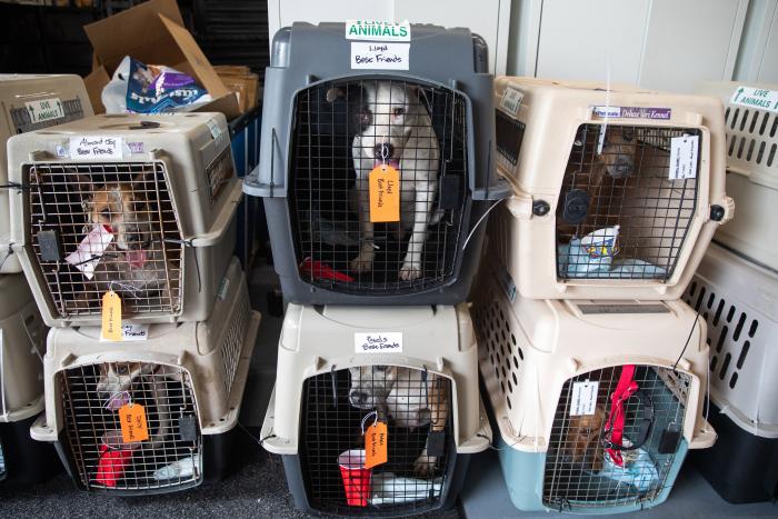 Three large transport carriers containing dogs from the transport