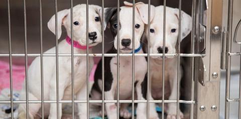 Three white puppies sitting together in a kennel
