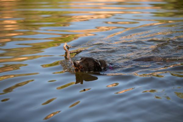 Melon the dog swimming with a large stick in her mouth