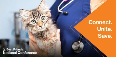 vet holding a kitten