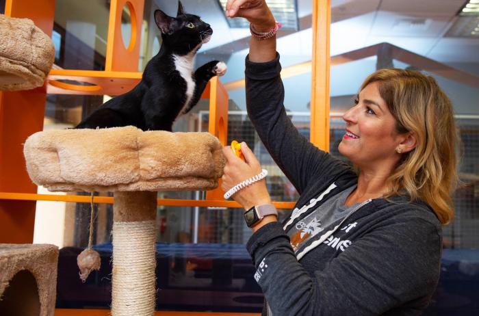 Person giving a treat to a cat in a cat tower