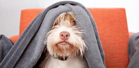 Tan and white dog under a gray blanket on an orange chair