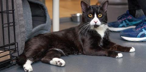 Black and white cat lying on gray floor next to person's blue sneakers