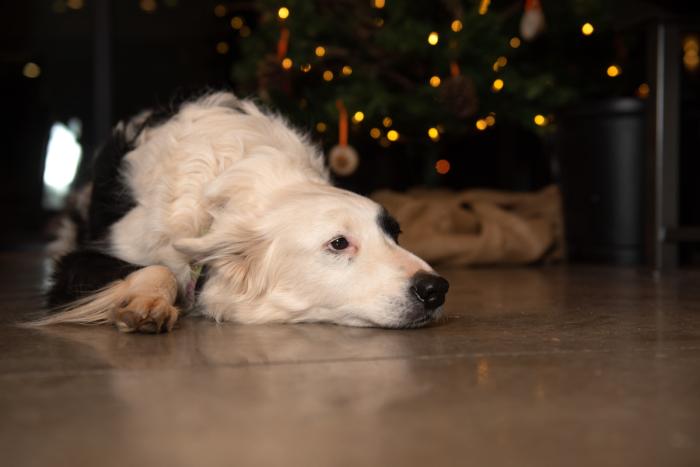 Doy lying on the floor in front a Christmas tree