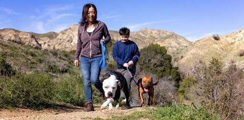 Two people walking dogs in the desert