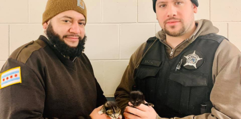 Two animal control officers holding kittens