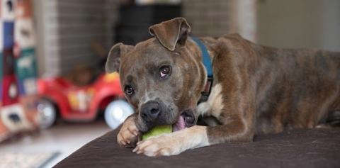 Brindle and white dog with ball
