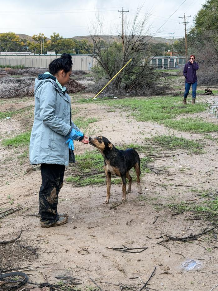 Person helping a dog after flooding in Shiprock, New Mexico