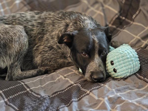 Boo the dog lying on a blanket with a toy