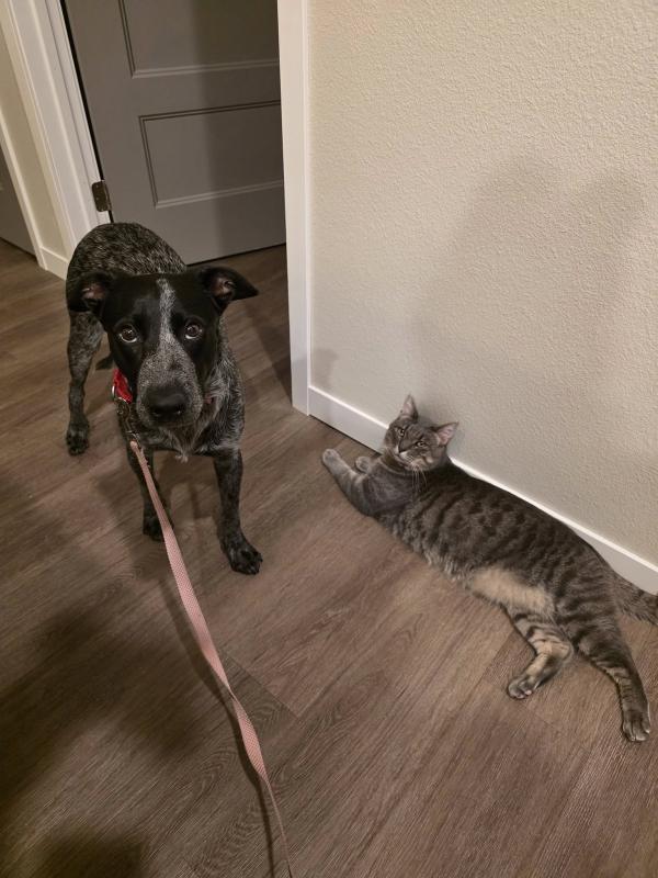 Boo the dog in a home on a leash beside a cat