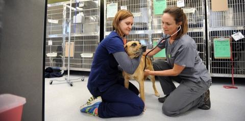 Vet in gray scrubs and tech in blue scrubs kneeling on floor with dog