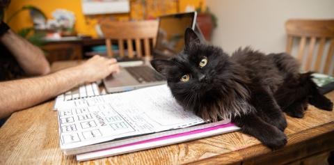 Black cat lying with head on notebook