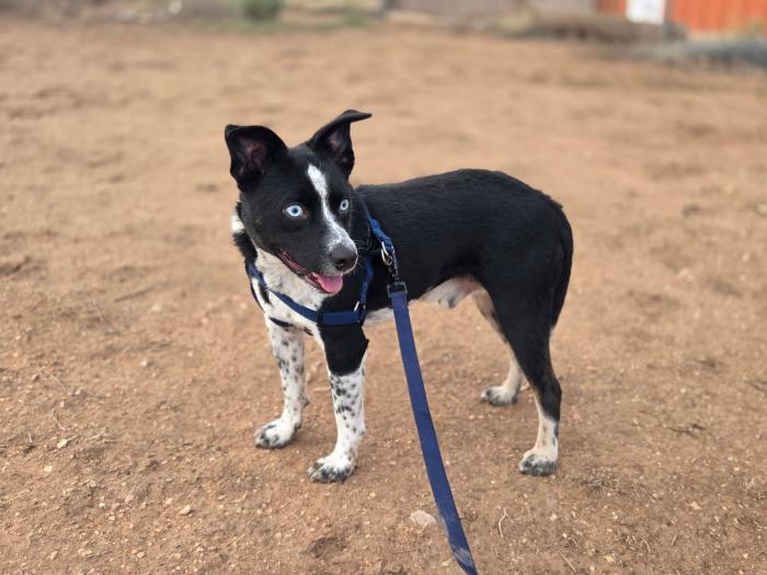 Yang the dog outside on a leash