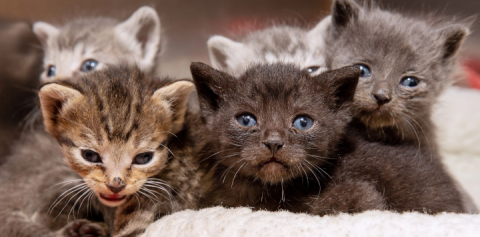 a litter of very small kittens at an animal shelter