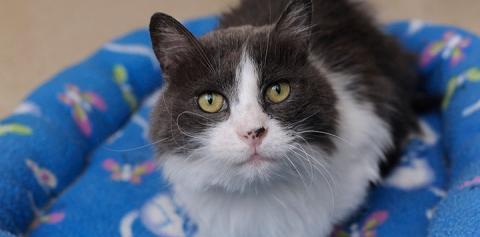 Black and white cat in a blue bed