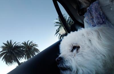 Bobbin the dog in the Subaru Outback beside a window where there are palm trees outside