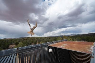 The owl flying away after being released