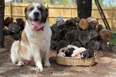 Petunia the St. Bernard mix with her puppies in a basket in front of a pile of wood