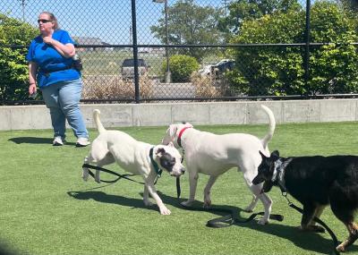 Three dogs in a playgroup with a person standing behind them