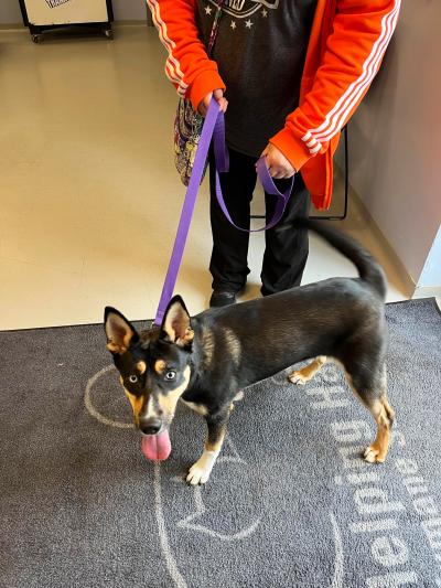 Penney the dog on a purple leash held by a person