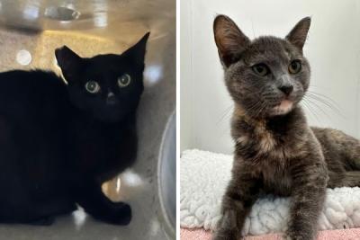 Two cats - one is black and one is calico. 