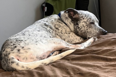 A white dog with black spots sleeping on a brown bed