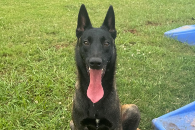 Picture of Scout the dog sitting outside with his tongue out.